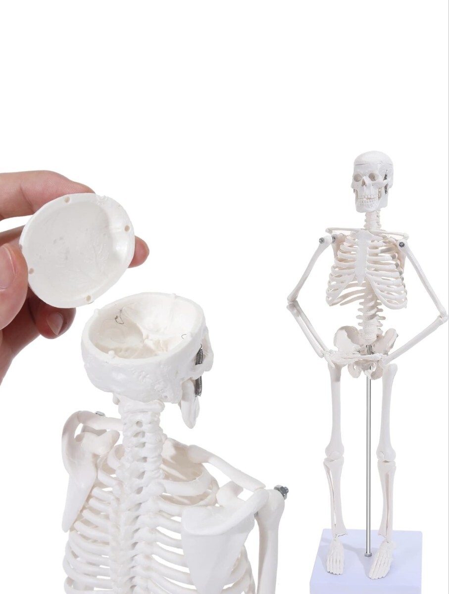 ミニ 人体骨格模型、45cmのミニ骨格モデル 骨格模型解剖モデル、取り外し可能な腕と脚付き_画像6