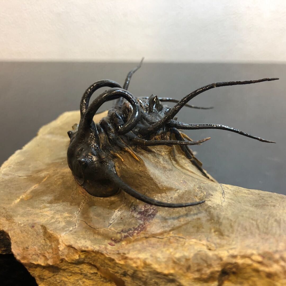 本物　Dicranurus trilobite 三葉虫化石デボン紀モロッコ_画像5