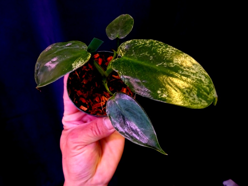 東京017フィロデンドロン　イルセマニー　斑入り⑦　充実苗 Philodendron ilsemanii variegata＊急に凄い葉が出たり子株から出たりします。_画像3