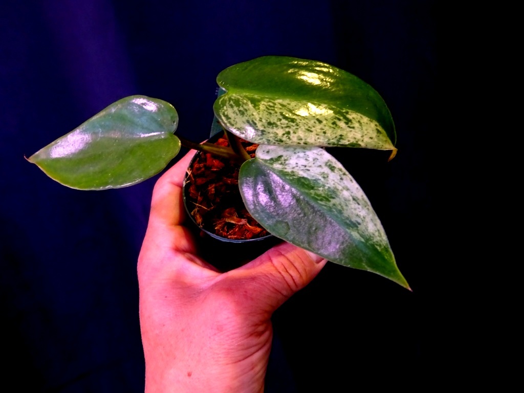 東京018フィロデンドロン　イルセマニー　斑入り⑧　充実苗 Philodendron ilsemanii variegata＊急に凄い葉が出たり子株から出たりします。_画像3