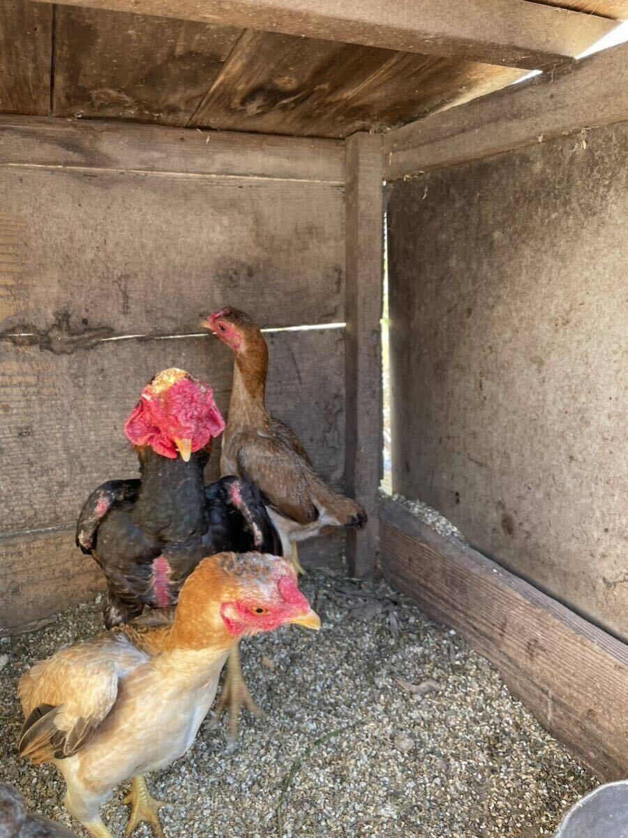  small army chicken. egg 5 piece 