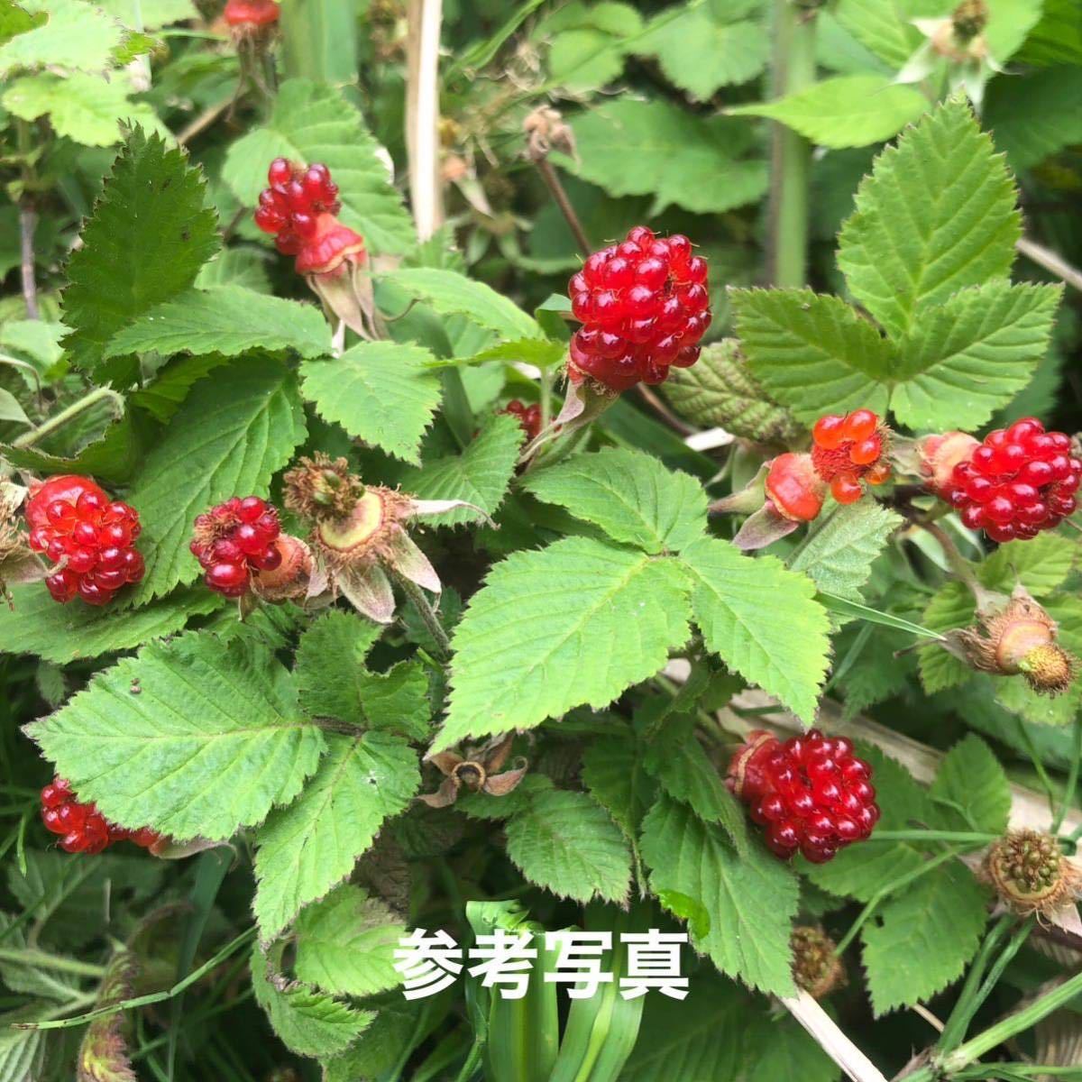 ** tree . seedling ( large stock )4 stock ** flower . attaching ** 2600 jpy -1100 jpy ..ksa strawberry ... strawberry seedling 