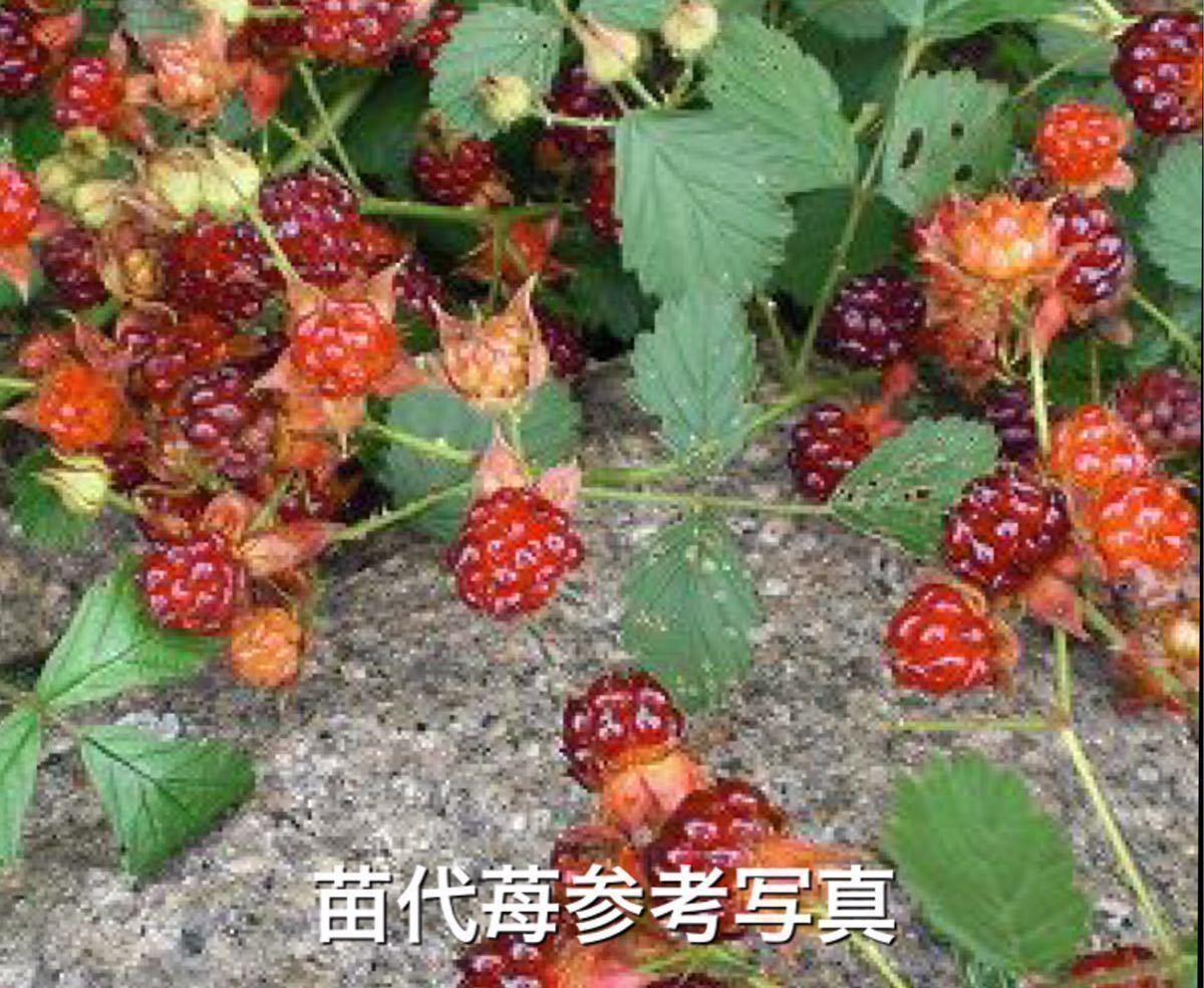 ** ruby red real. tree . seedling 2 stock ** large size 2 stock 1300 jpy -850 jpy seedling fee . pulling out sapling . tree strawberry seedling ki strawberry laz Berry wild Berry 