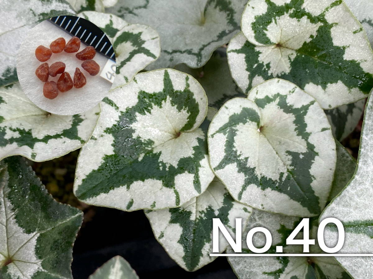 【種子】No.40 原種シクラメン C. hederifolium １０粒_画像1