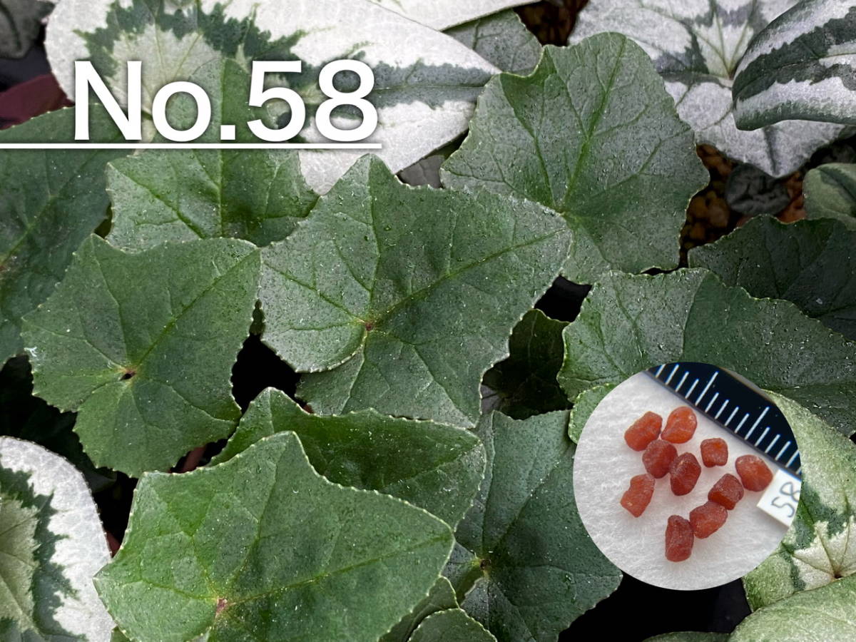 【種子】No.58 原種シクラメン C. hederifolium １０粒_画像1