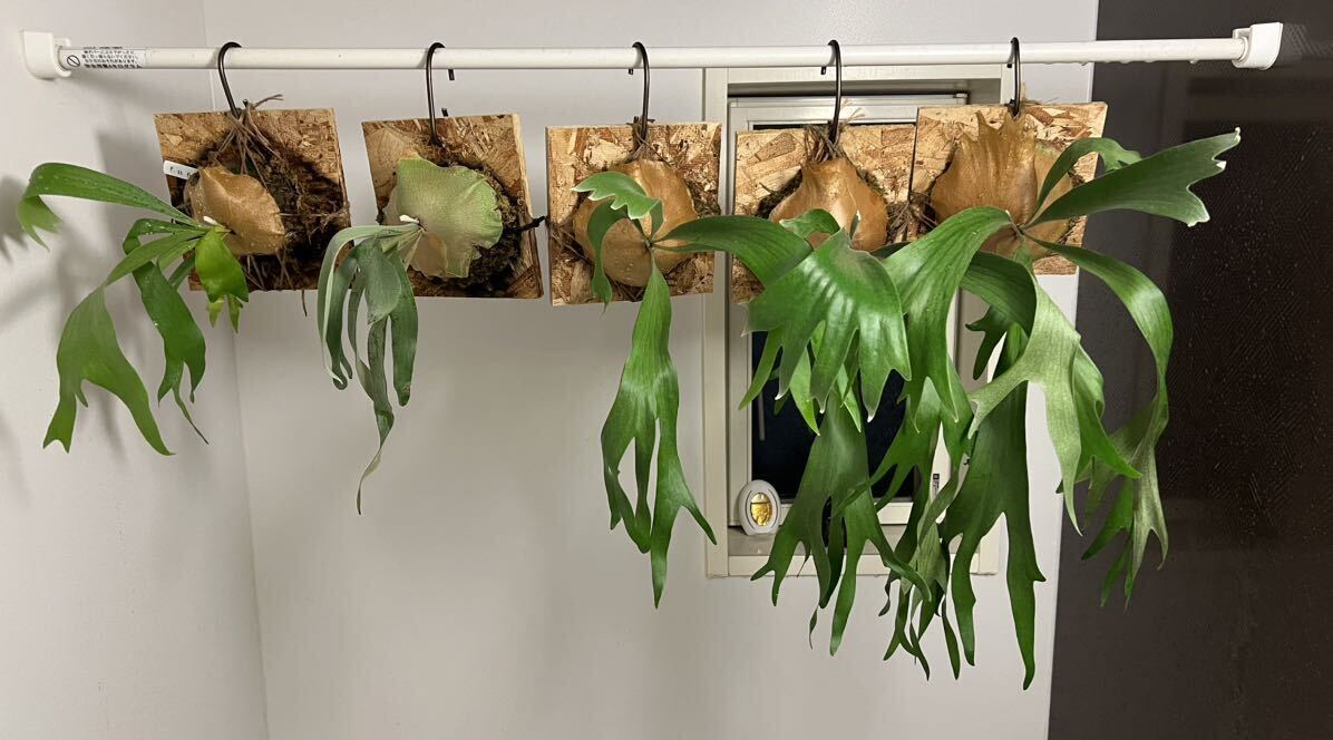  staghorn fern ss foongesesf-n. stock 5 piece set parent stock 1 start 