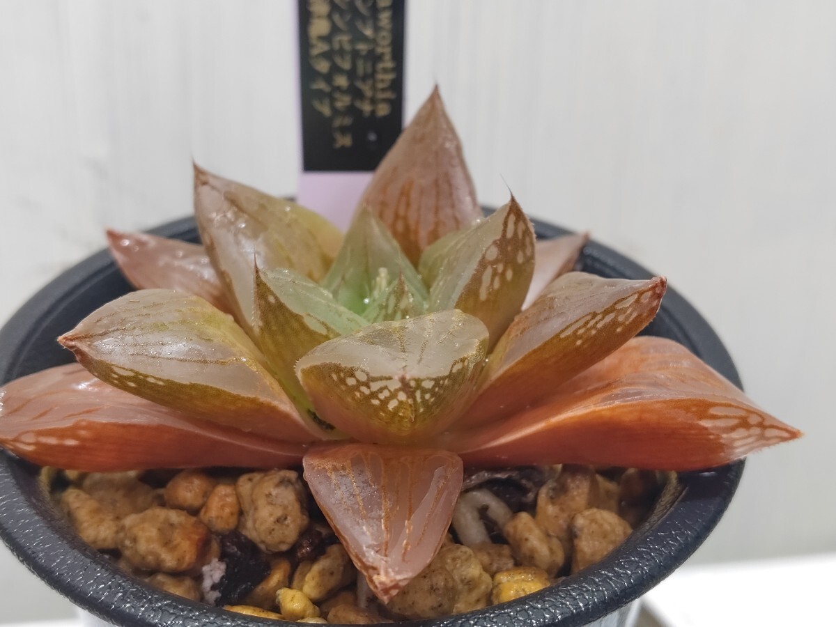 'Haworthia コンプトニアナ×シンビフォルミス 天津亀Aタイプ'【送料無料】_画像1