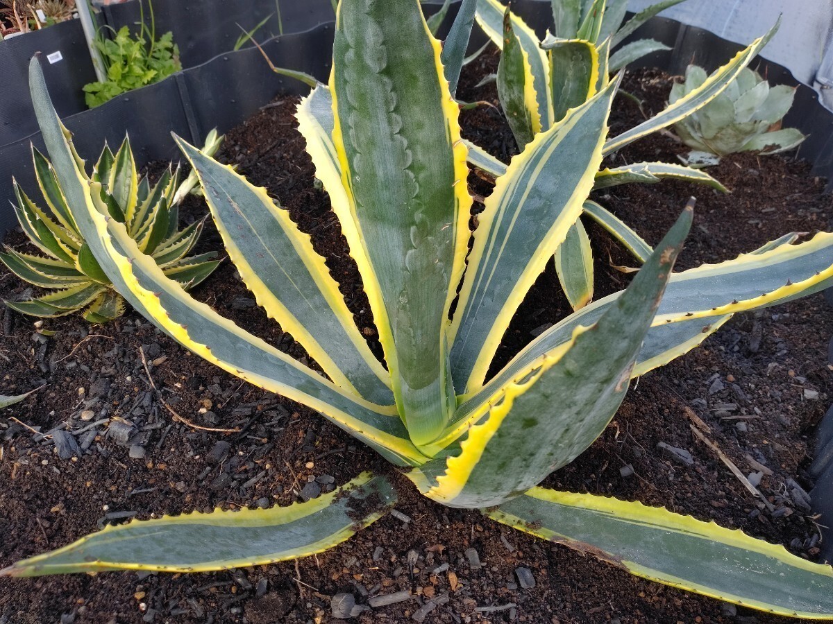 'Agave americana marginata 黄覆輪斑' 【送料無料】_参考親株です。