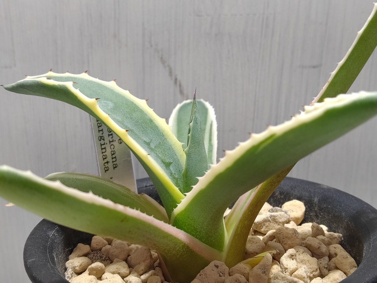 'Agave americana marginata 黄覆輪斑' 【送料無料】_出品株です。