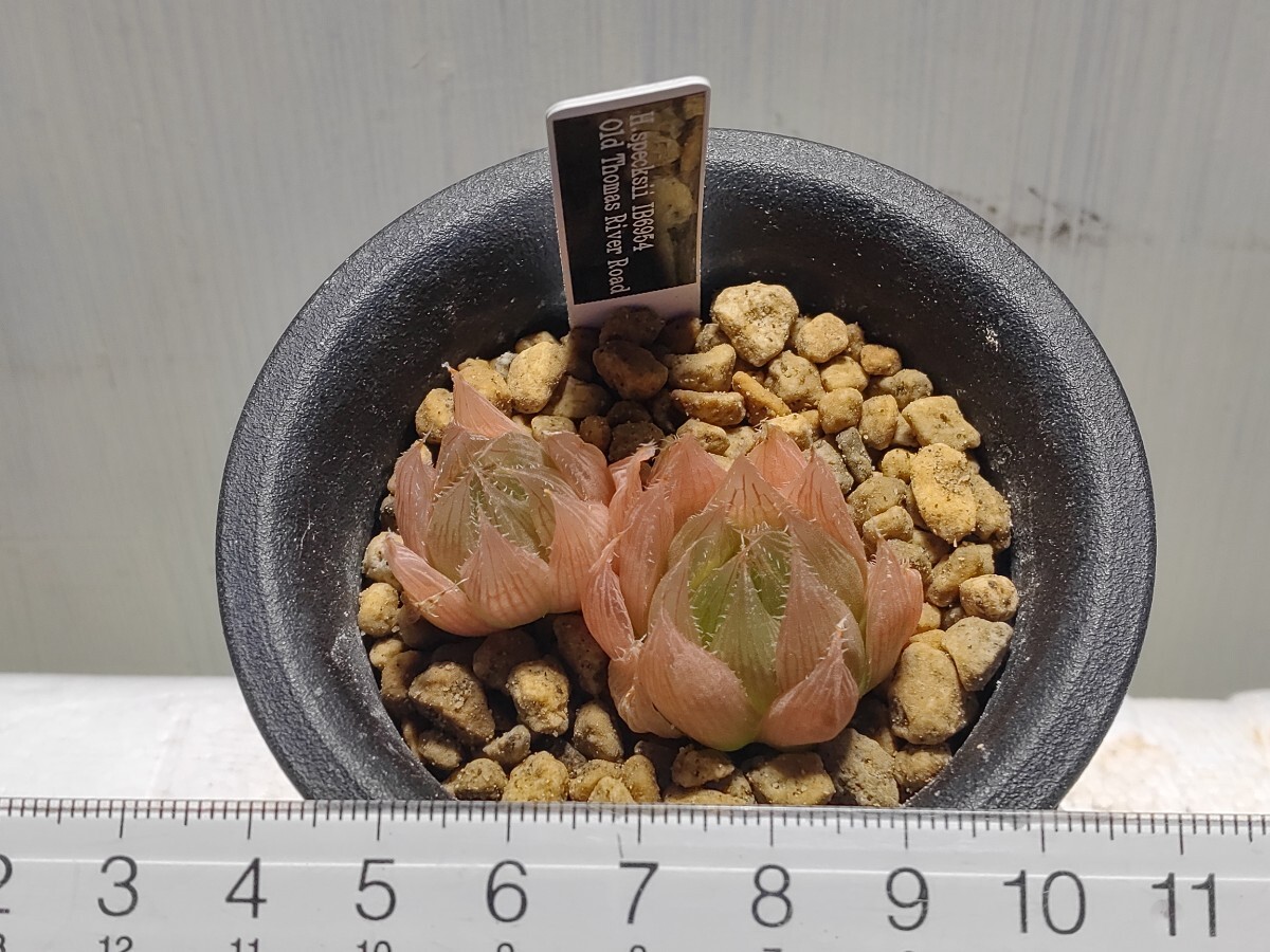 'Haworthia specksi IB6954 Old Thomas River Road'【送料無料】の画像6