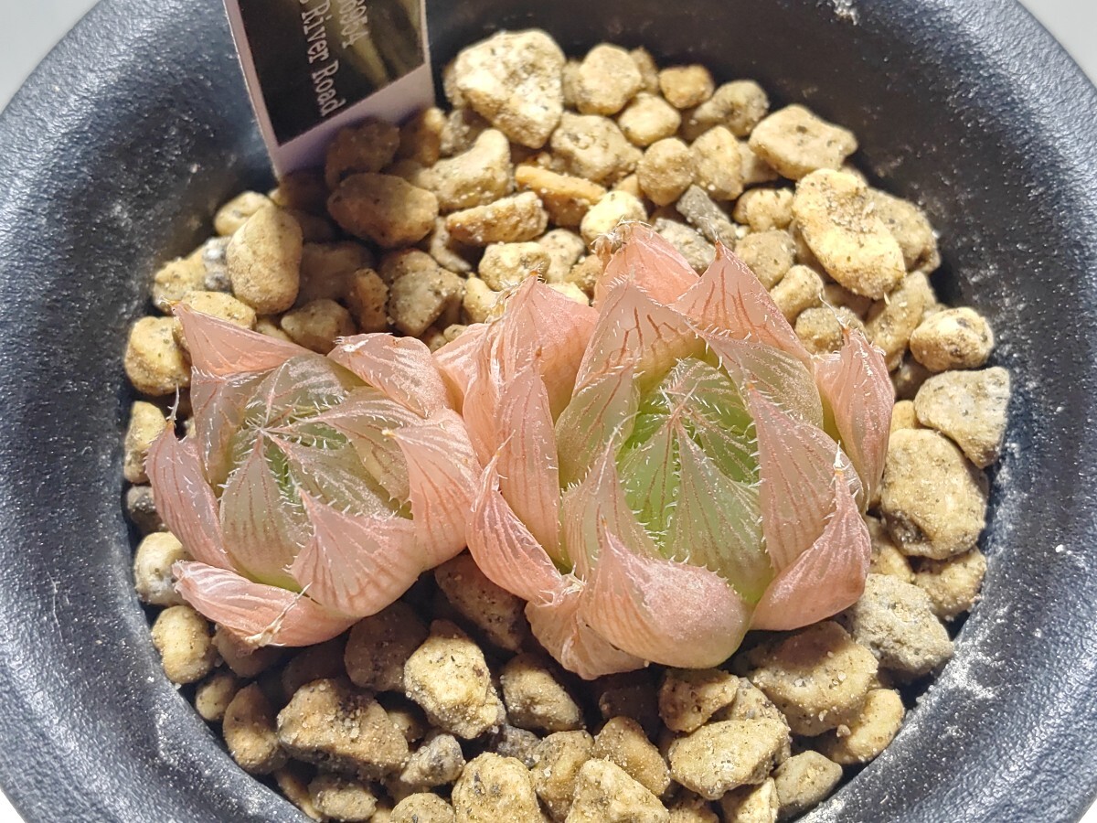 'Haworthia specksi IB6954 Old Thomas River Road'【送料無料】の画像5