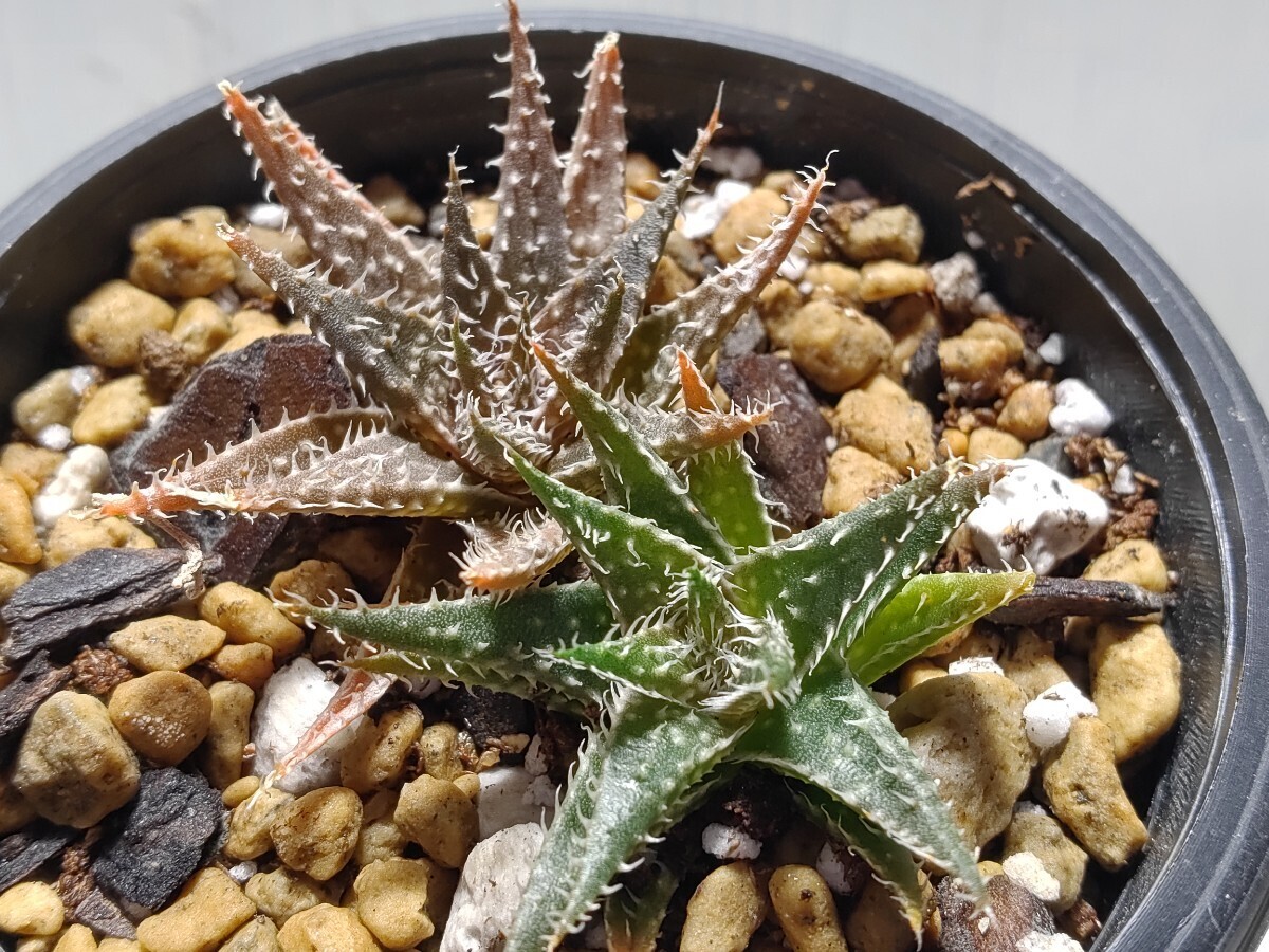 Aloe hybrid descoingsii × haworthioides【送料無料】_画像1