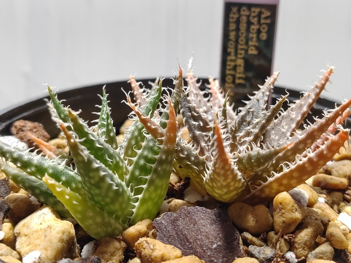 Aloe hybrid descoingsii × haworthioides【送料無料】_画像5