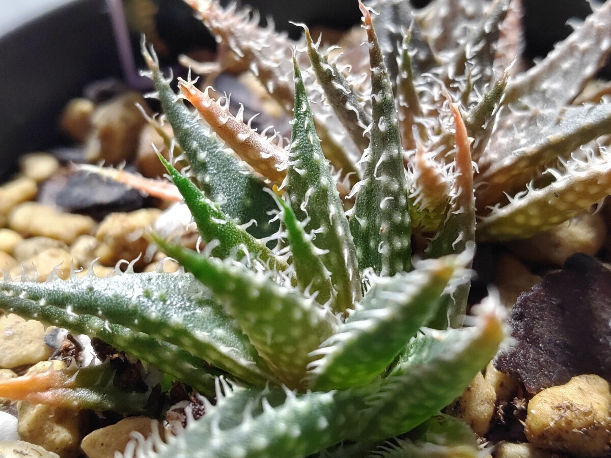 Aloe hybrid descoingsii × haworthioides【送料無料】_画像6