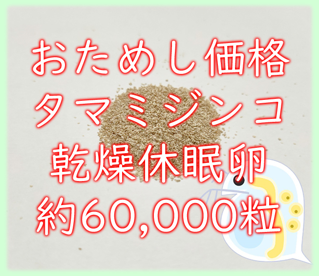 ★おためし価格★タマミジンコ 乾燥休眠卵 約60000粒 3カプセル (約0.24g) _画像1