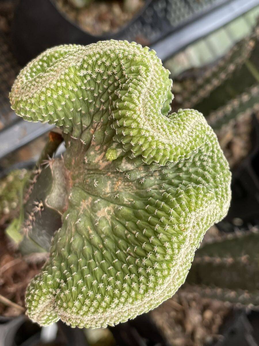 a1春大特価菊水テッカモンスト普通菊水比べ特大の花沢山咲きますオリジナル突然変異成長が早く特大に成長します。_画像1