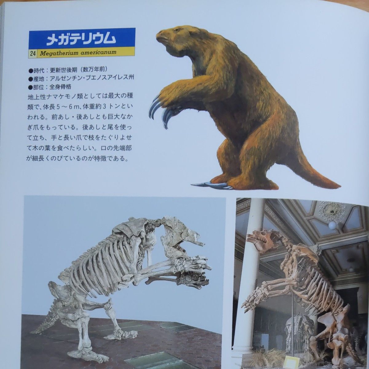 絶滅した大哺乳類たち 図録　1995年 国立科学博物館