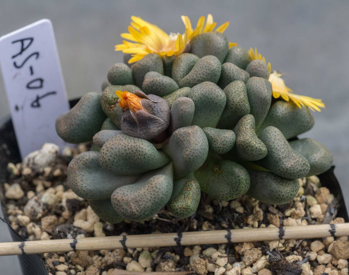 多肉塊根苗　Aloinopsis schooneesii　唐扇AS-06_画像3