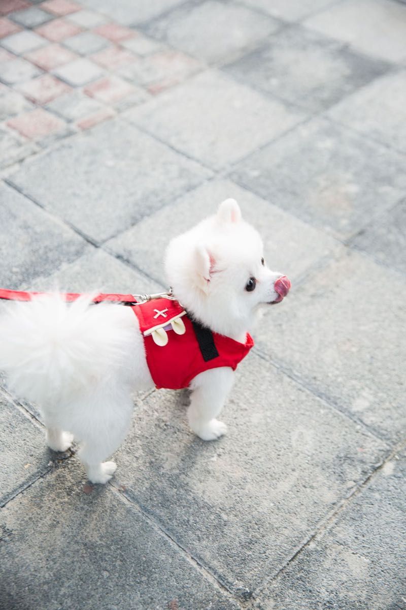 ペット用ハーネス　リード付き　赤　丈夫　かわいい　お散歩　おでかけ 小型犬