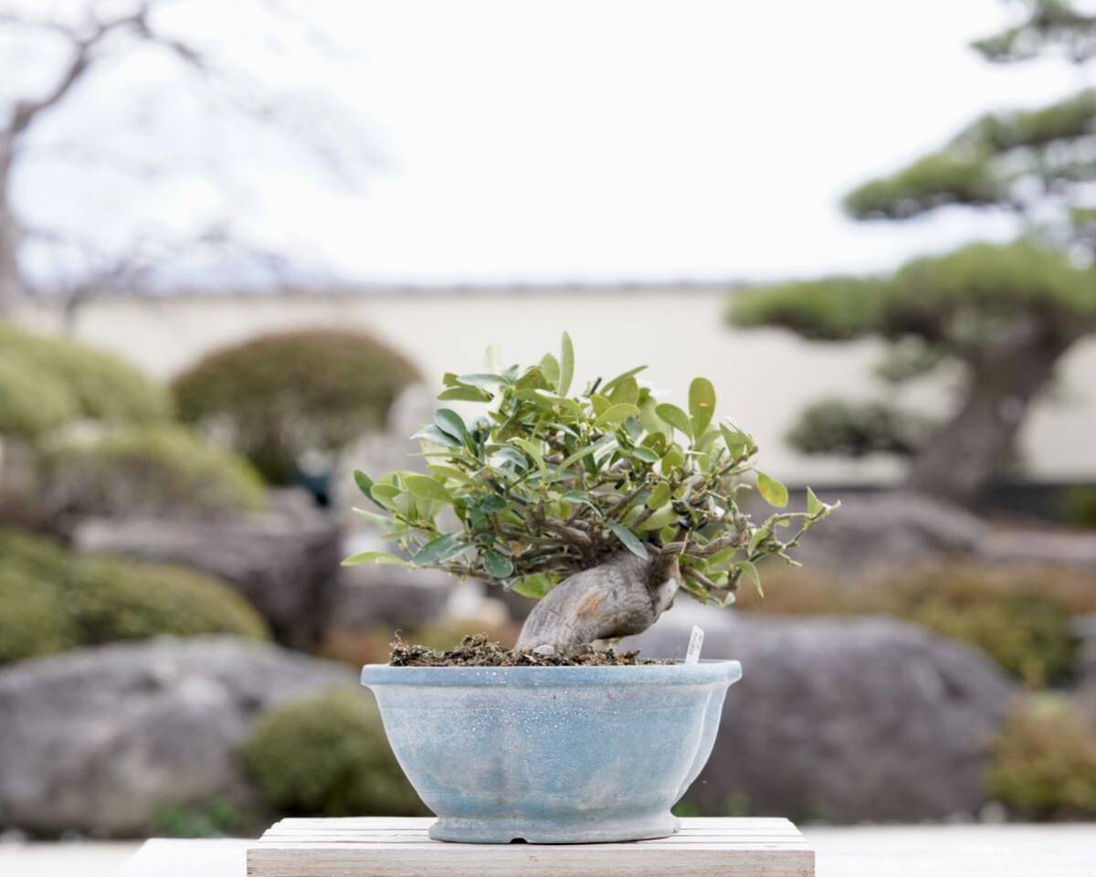 [. бонсай ] gold z shohin bonsai 