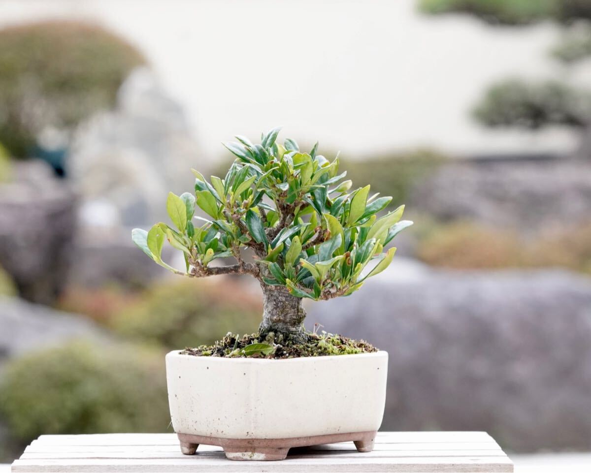 [. бонсай ] гардения один размер . shohin bonsai 
