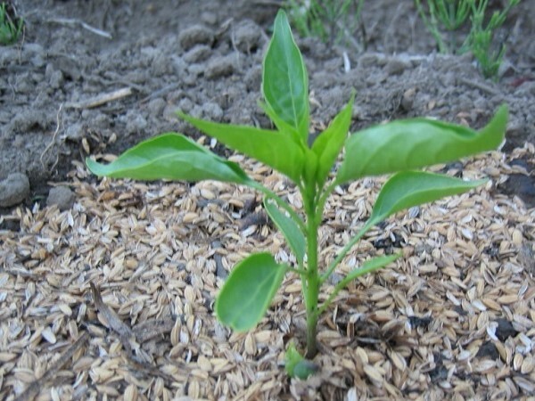 ミニパプリカ スナックパプリカ 成熟果重２０ｇ 在来種　イエロー種 ＆ オレンジ種 タネ 各５粒／１セット ￥200スタート_定植の適期：１本立ち