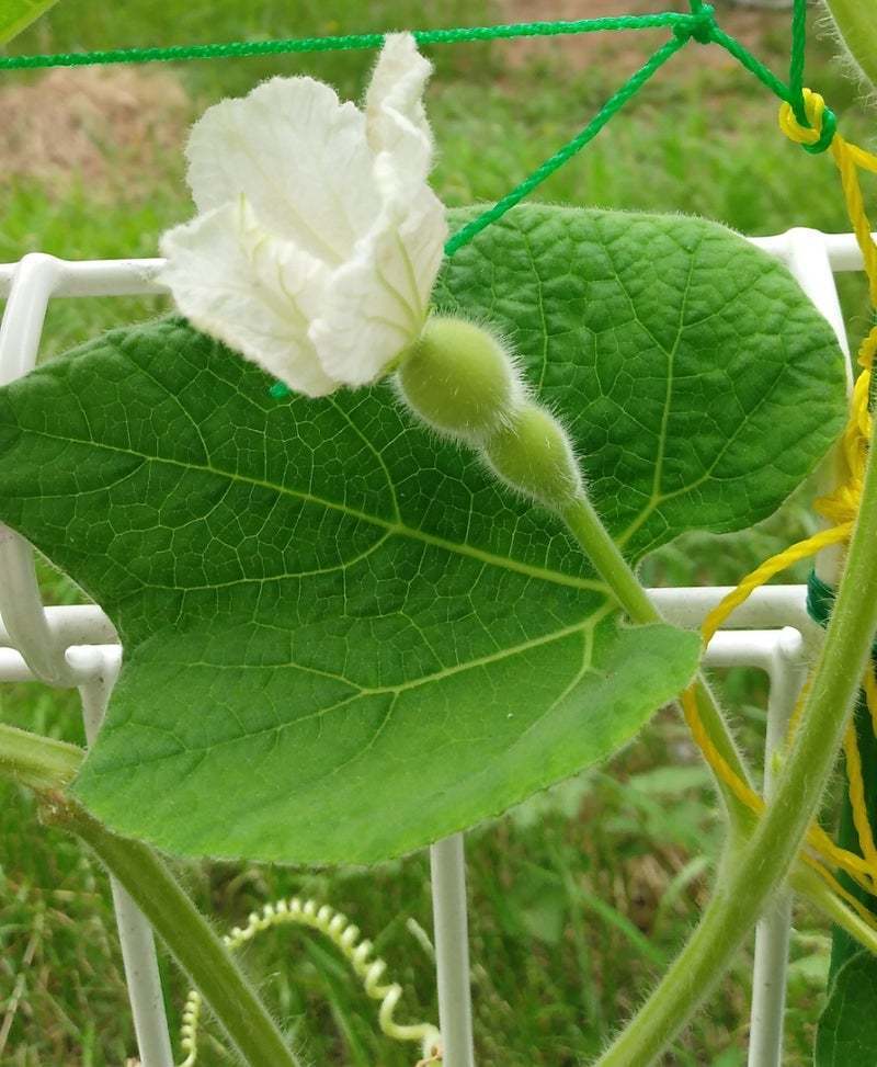 豆ひょうたん 愛らしい瓢箪 千成ひょうたんよりさらに一回り小さい 愛玩・観賞用 固定種 たね１０粒 ￥200スタート_画像5