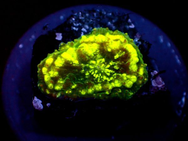 *美個体 Paradox Yellow* 【ディスクコーラル】 ≪蓮花≫ #サンゴ #コーラルの画像2