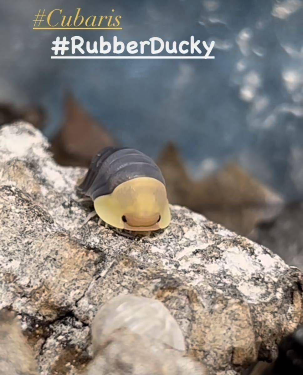 ◆ 鶩 ◆ ラバーダッキー Cubaris sp. Rubber Ducky おおきめの幼体~亜成体5+2匹 極美 ダンゴムシ ワラジムシ 衝撃 奇蟲 ISTW _画像1