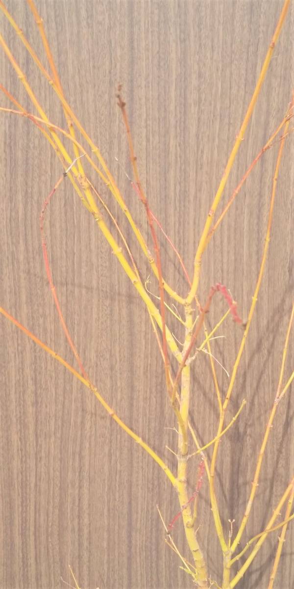 ♪♪ モミジ 美峰（ビホウ） 枝が鮮やかな黄金色 高さは底部から１４０センチ程度 紅葉は黄色 １年生です♪♪の画像2