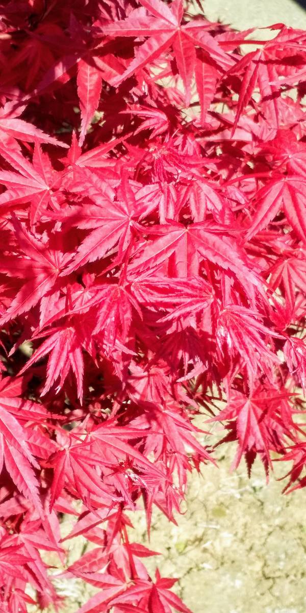 ★♪♪　モミジ　『デショウジョウ』　新芽は、真っ赤に目が褪める眩しさ　秋の紅葉も真っ赤に色鮮やか　同等品　♪♪★_４月下旬の新芽のイメージです♪♪