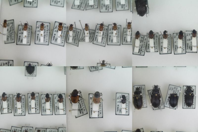 中古◆昆虫標本 ドイツ箱入 海外 モンゴル MONGOLIA セミ ゾウムシ カミキリムシ 等◆326d_画像8
