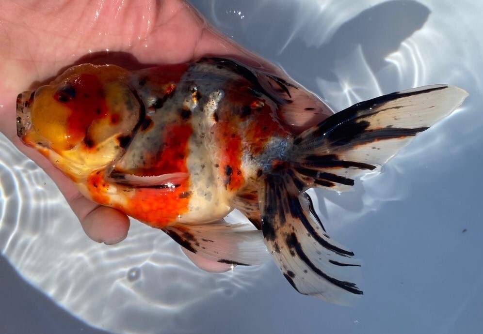 ■ 東錦 三歳魚 ■ 17cm雄 ■ 1－10 土曜日発送です。■発送不可地域あり_画像3