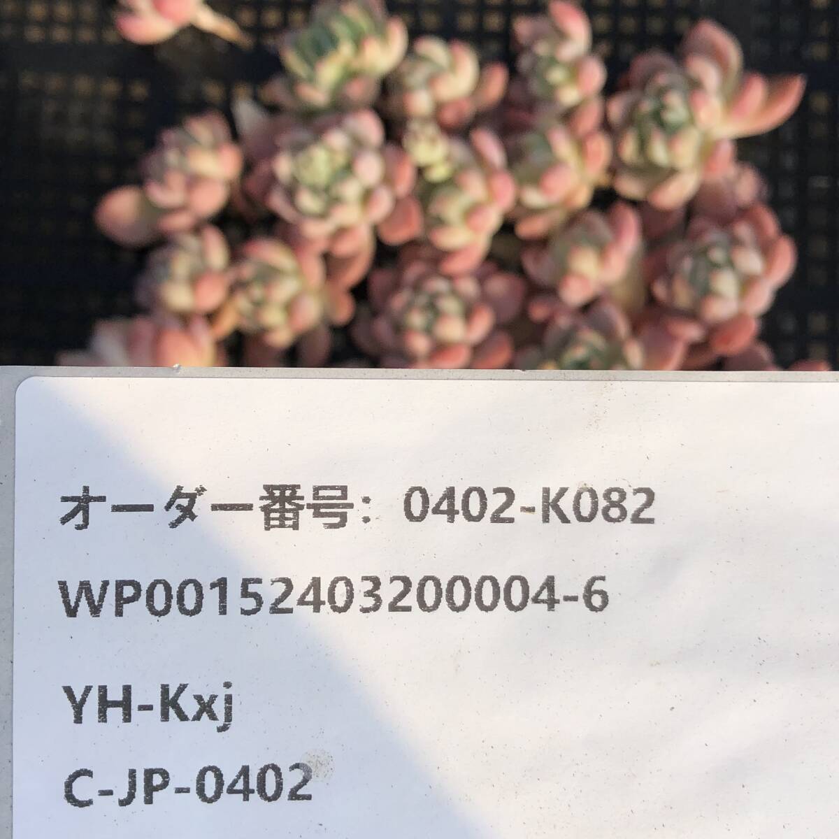 多肉植物24個 0402-K082 スモールピーチ エケベリア カット苗 寄植え_画像3