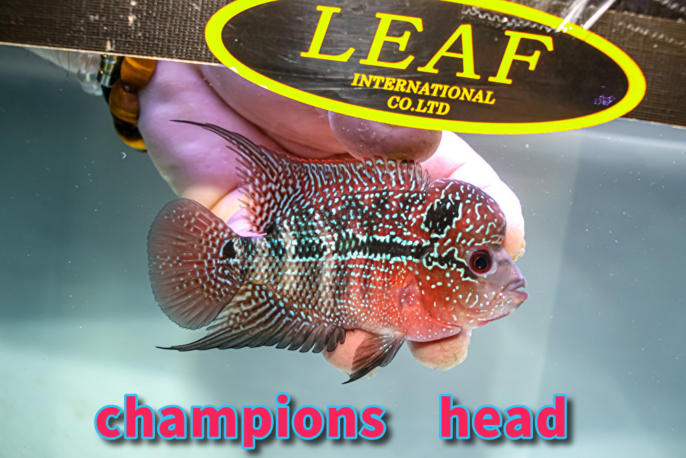 売り切り！フラワーホーンの王様！ 『 Champions head 』超人気色の ”トリコロールスペシャル 12ｃｍ±  Ｆ４の画像2