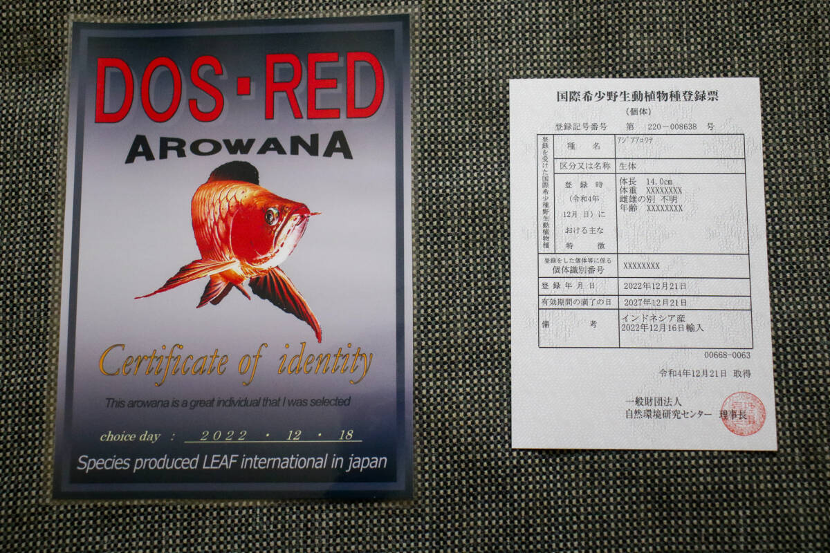 第363弾！！売り切り カプアスフルの辣椒紅龍の実力 『 DOS・RED・Ｆ３ 』 ベタ赤系、スプーンヘッド極上個体  ＮＯ.1763の画像9