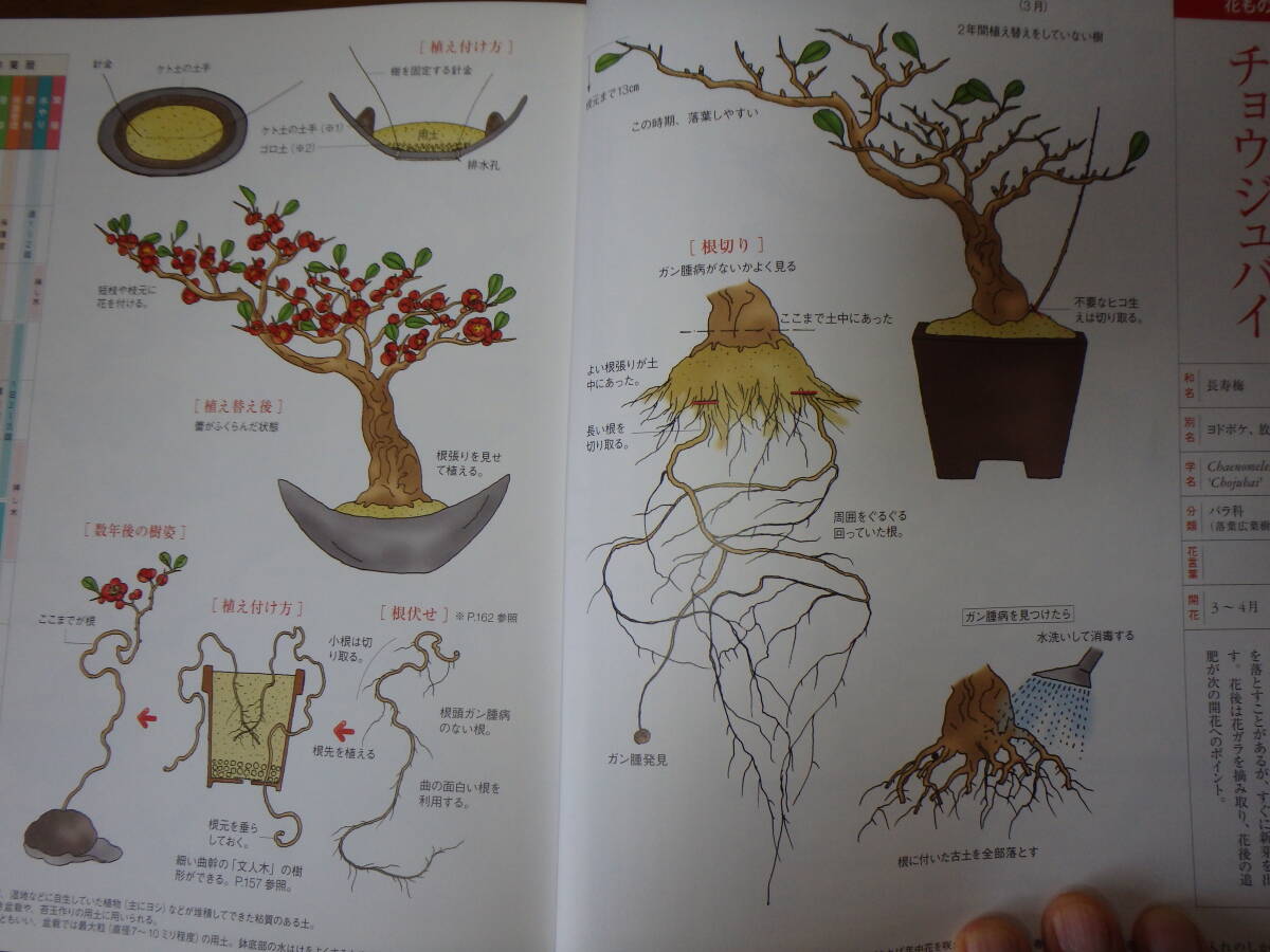 入門 小さな樹の盆栽 はじめてのオール・イラスト解説書 定価１８５２円の画像5