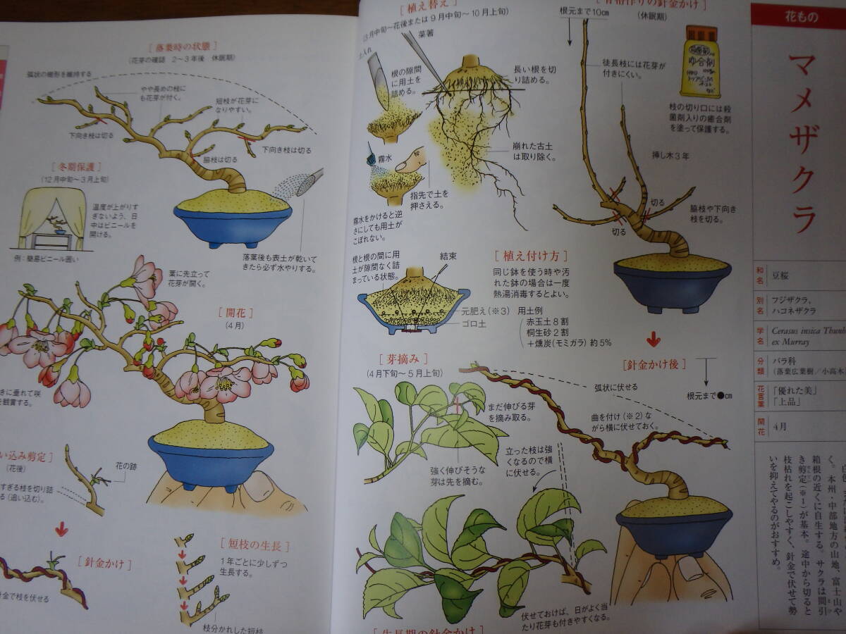 入門 小さな樹の盆栽 はじめてのオール・イラスト解説書 定価１８５２円の画像6