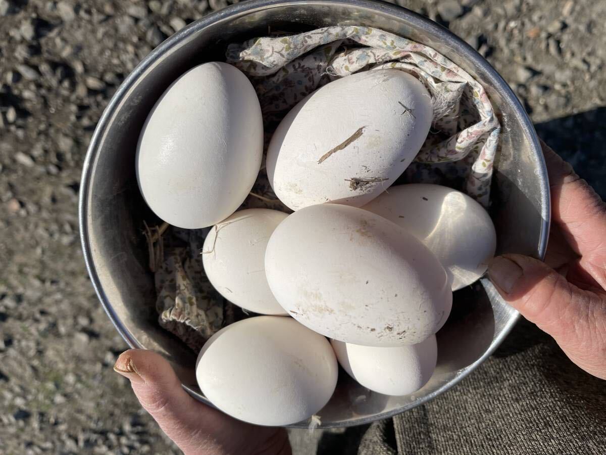  産まれて2～5日の卵ガチョウ 食用有精卵 1個から9個まで買えます。必要数を選んでください。一つ５００円。 の画像2