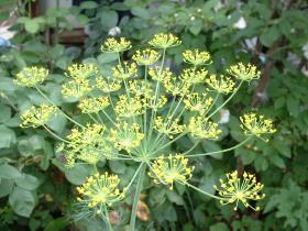  Italy vegetable dill 30 bead 