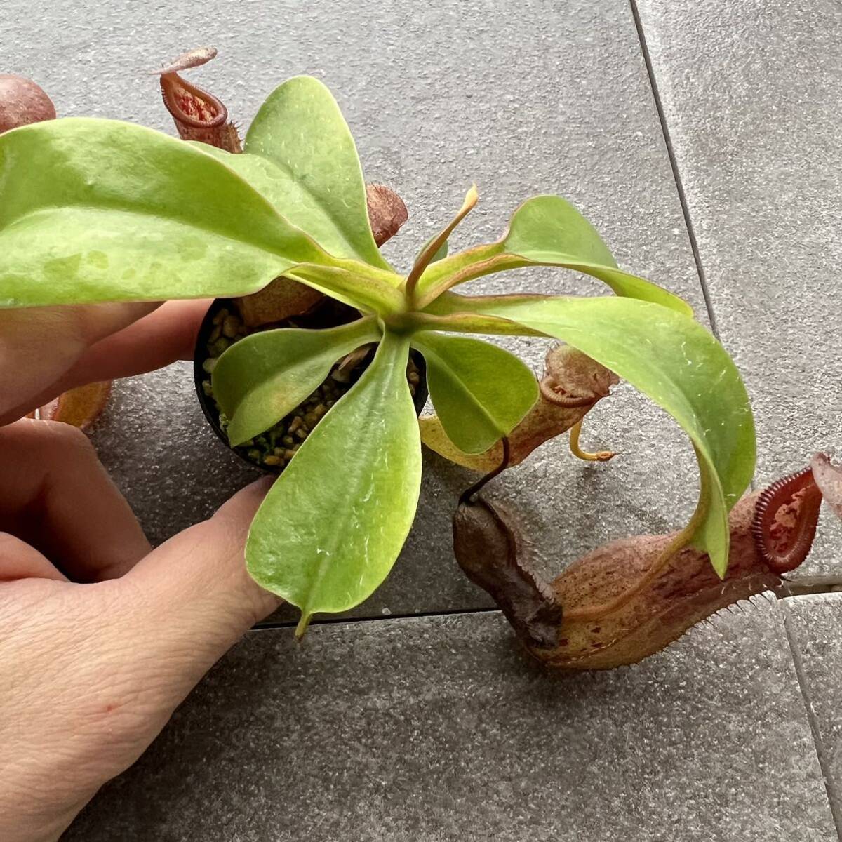 期間限定Spring Sale!! BE-4074 N. robcantleyi x ventricosa ウツボカズラ 食虫植物 ネペンテス 3の画像6