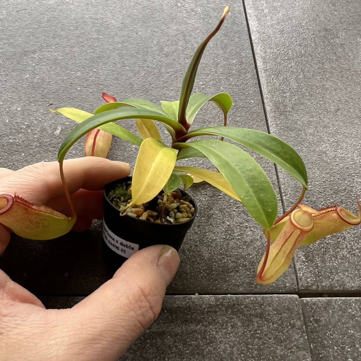 期間限定Spring Sale!! BE-3742 N. ventricosa x dubia ウツボカズラ 食虫植物 ネペンテス 1の画像7