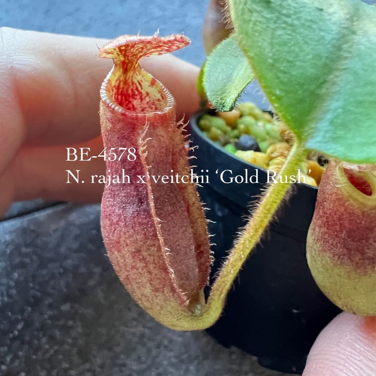 BE-4578 N. rajah x veitchii ‘Gold Rush’ ウツボカズラ 食虫植物 ネペンテス 6_画像1