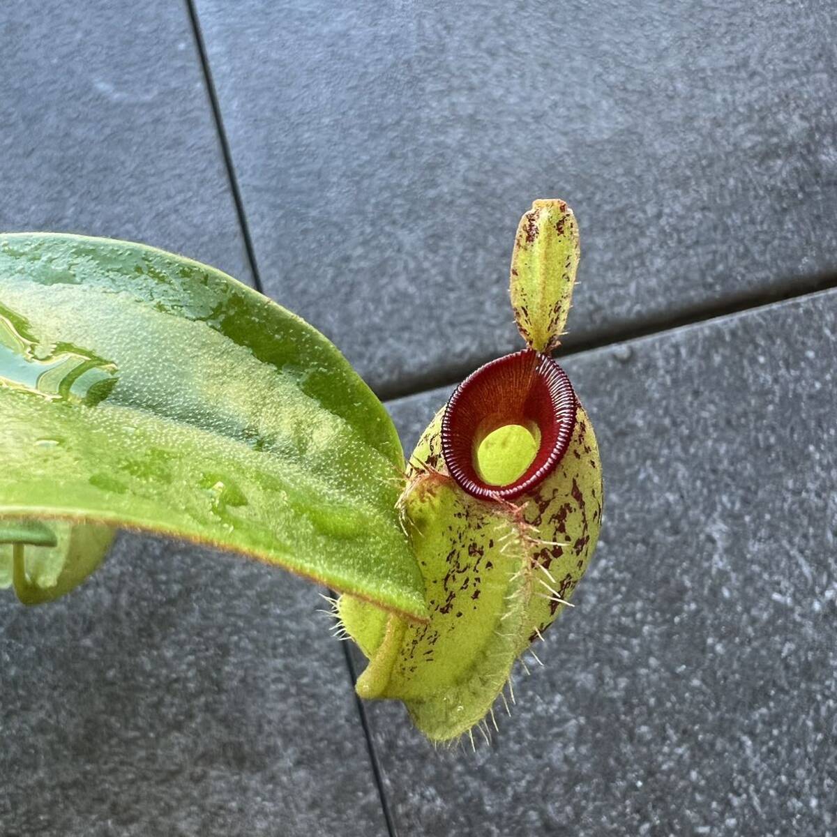 Nepenthes ampullaria spotted red lipsウツボカズラ 食虫植物 ネペンテス_画像4