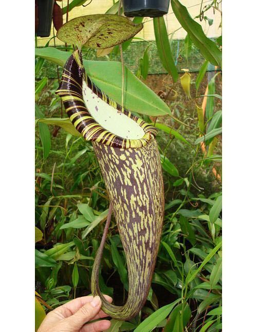 BE-3322 N. spectabilis Perkinson Giant ウツボカズラ 食虫植物 ネペンテス2_画像2