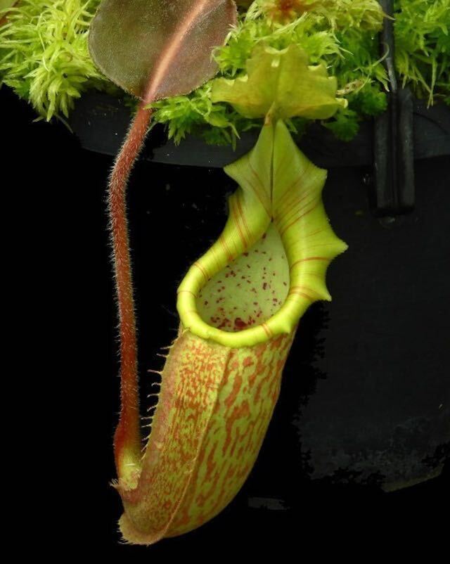 BE-4081 N. maxima 'Sulawesi wavy leaf' ウツボカズラ 食虫植物 ネペンテス 3_画像3