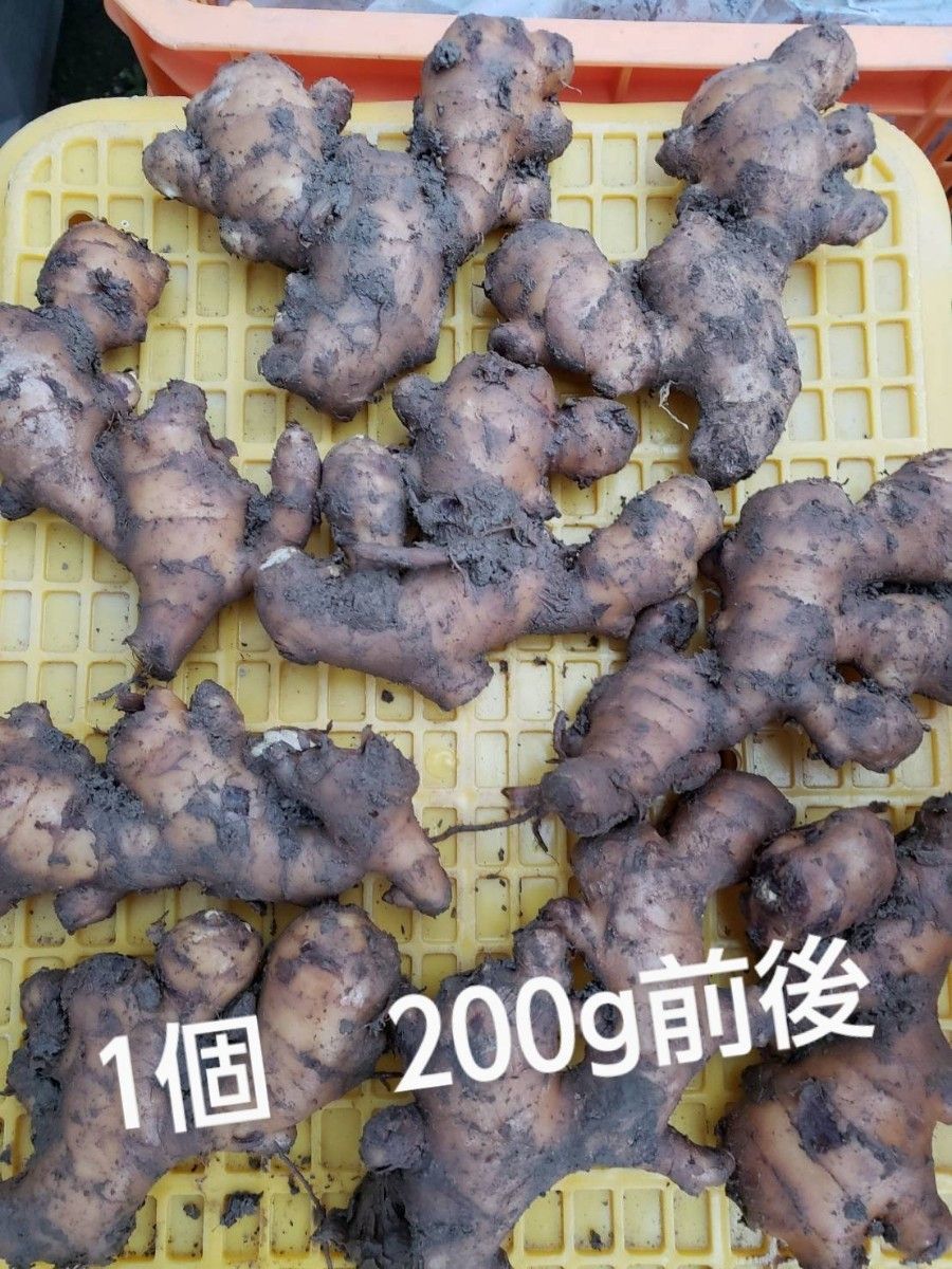 土佐市産種生姜　20kg