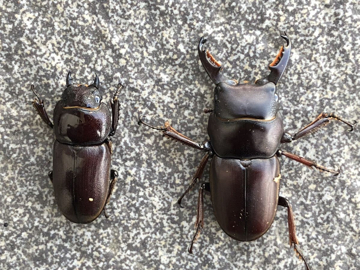 タウルスヒラタ タナジャンペア島 ジャンピアヌス ジャンペアヌス 新成虫ペア 40.5/29.5の画像1