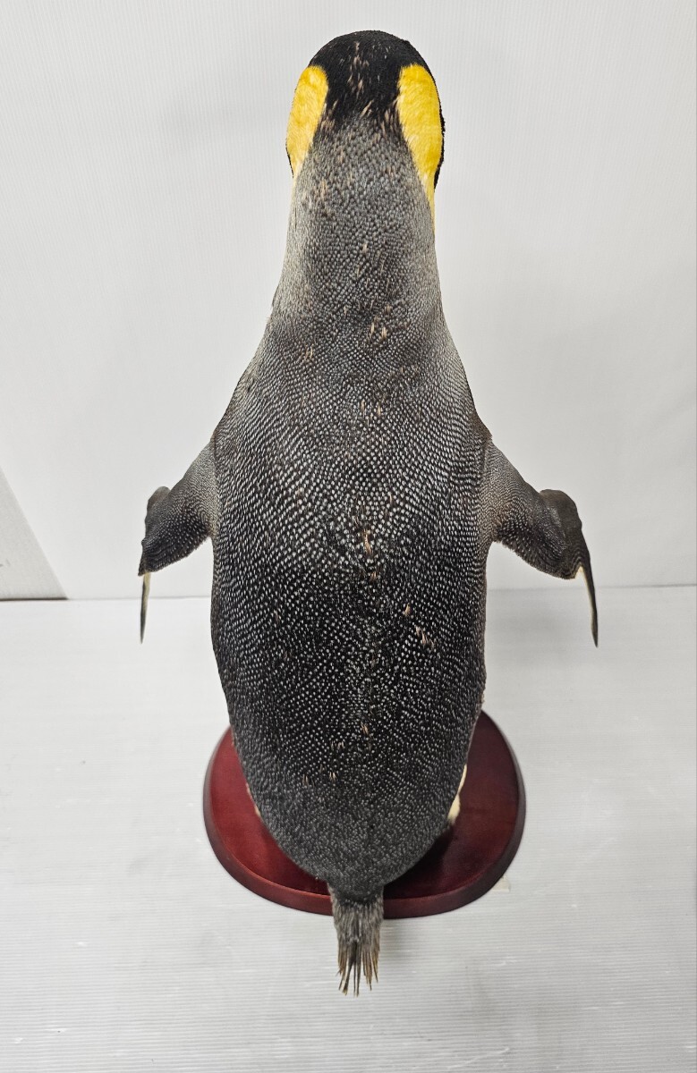【希少】ペンギン 剥製 キングペンギン オウサマペンギン 王様ペンギン 約71cmの画像6