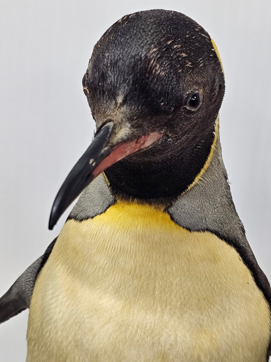 【希少】ペンギン 剥製 キングペンギン オウサマペンギン 王様ペンギン 約71cmの画像4